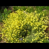 Lesquerella Arctica var. Purshi (01)